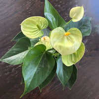 Yellow Anthurium Andraeanu Flower Seeds for Planting - NON GMO Seeds