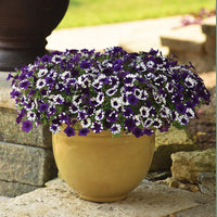 Shock Wave Tie Dye Purple Petunia Flower Seeds for Planting - Heirloom, NON-GMO, Easy to Grow