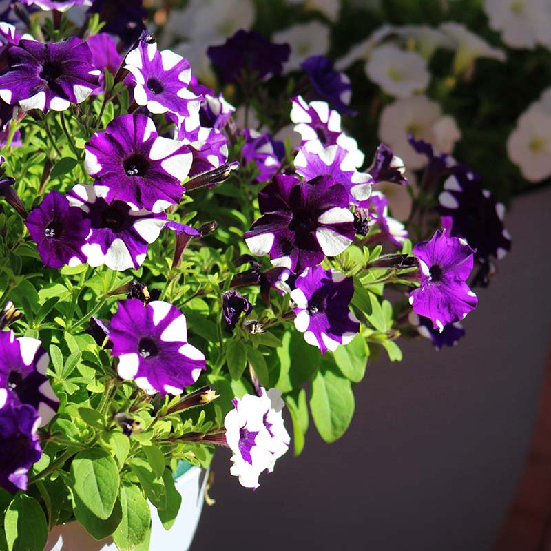 Shock Wave Tie Dye Purple Petunia Flower Seeds for Planting - Heirloom, NON-GMO, Easy to Grow