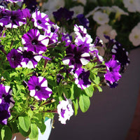 Shock Wave Tie Dye Purple Petunia Flower Seeds for Planting - Heirloom, NON-GMO, Easy to Grow