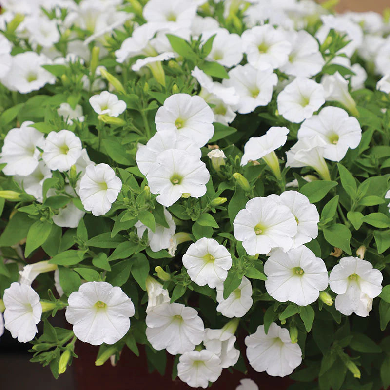 White Petunia Wave Flower Seeds for Garden Planting - Heirloom, NON-GMO Seeds - Easy to Grow Blooms
