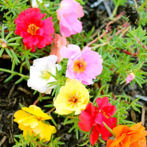 Carpet Moss Rose Flower Seeds for Planting – Heirloom, Non-GMO Ground Cover Seeds