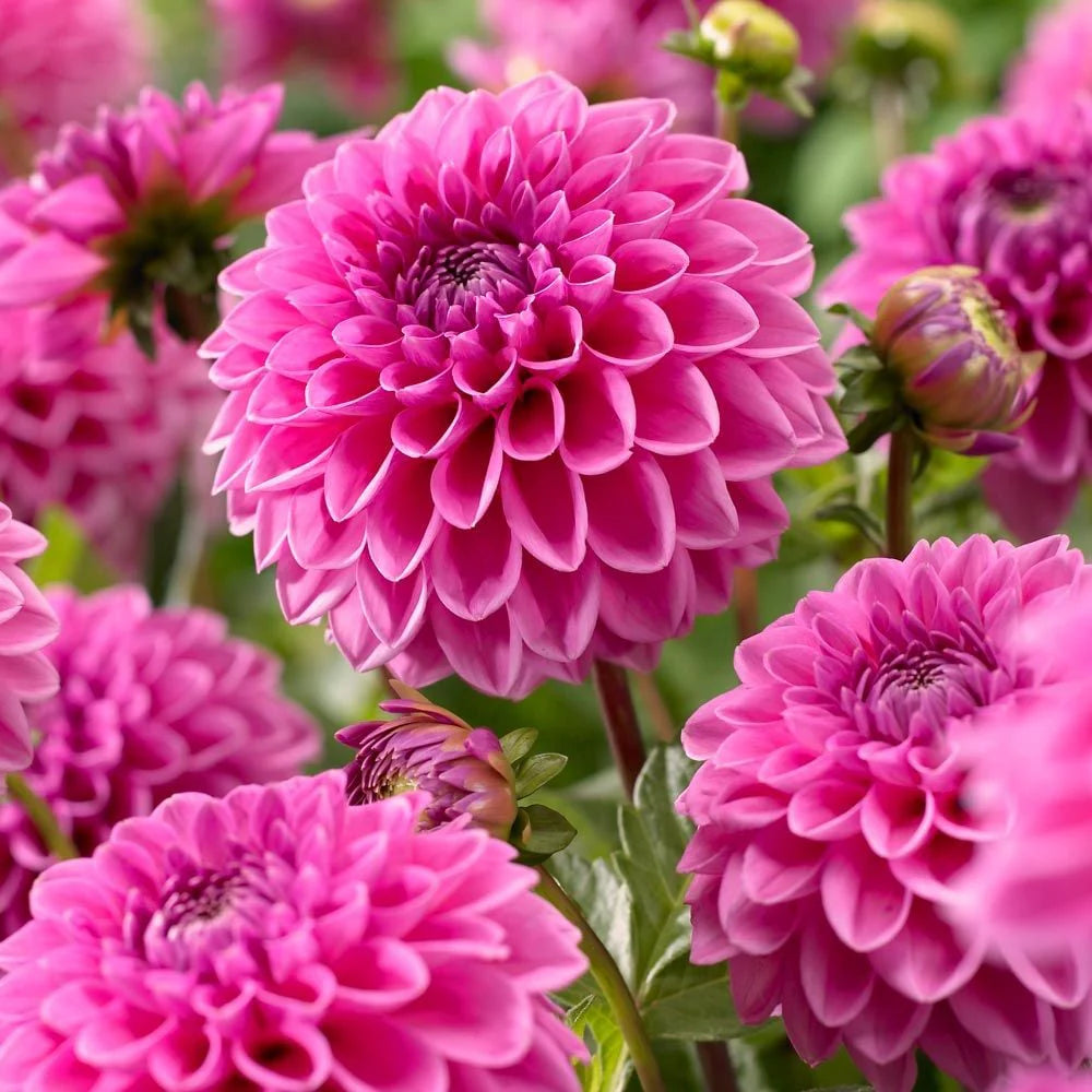 Dahlia Flower Seeds Heirloom Non GMO Planting - 100 pcs