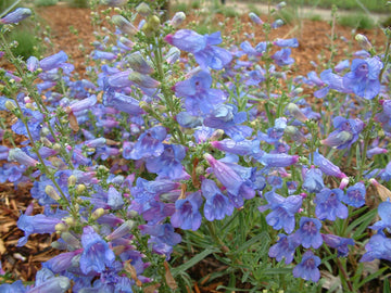 Penstemon Heterophyllus Flower Seeds for Planting - 100 pcs - Heterophyllus for planting in home garden