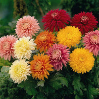 Chrysanthemum Flower Seeds Heirloom Non GMO Planting - 100 pcs