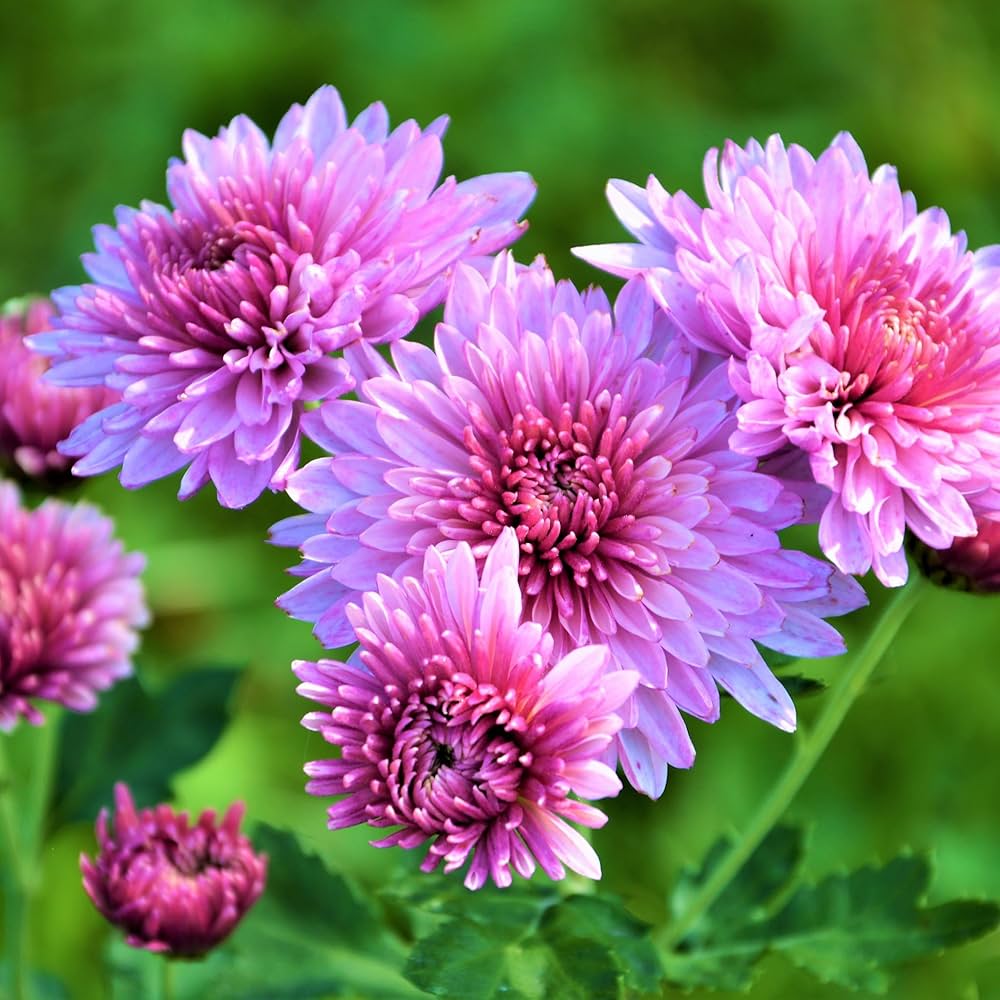 Heirloom Non-GMO Chrysanthemum Flower Seeds for Planting – Perennial Garden Blooms