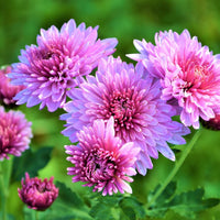 Heirloom Non-GMO Chrysanthemum Flower Seeds for Planting – Perennial Garden Blooms