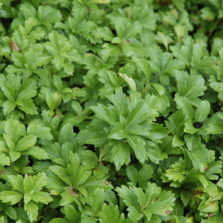 Pachysandra Plant Seeds for Planting NON GMO Seeds