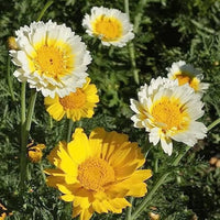 Chrysanthemum Flower Seeds Heirloom Non GMO Planting - 100 pcs