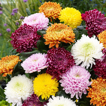 Heirloom Non-GMO Chrysanthemum Plant Seeds for Planting – Vibrant Fall Blooms for Garden Displays