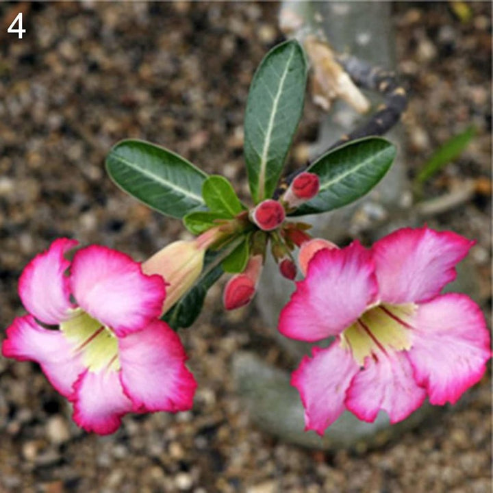 Adenium Obesum Flower Seeds – Heirloom Non-GMO Desert Rose Seeds for Colorful Garden Pots