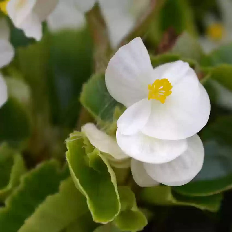 White Begonia Flower Seeds – Heirloom, Non-GMO Seeds for Planting Elegant Garden Blooms seeds for planting in home garden