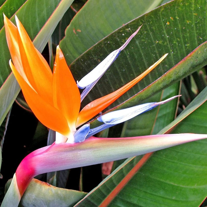 Strelitzia Flower Seeds for Planting, Violet Yellow, 100 pcs