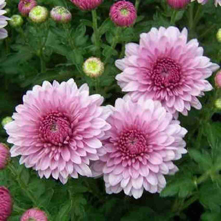 Crucianella Flower Seeds for Planting, Pink Variety, 100 pcs