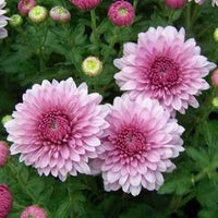 Crucianella Flower Seeds for Planting, Pink Variety, 100 pcs