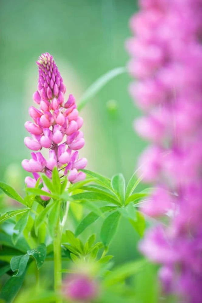 Pink Lupine Flower Seeds for Planting, NON GMO Seeds