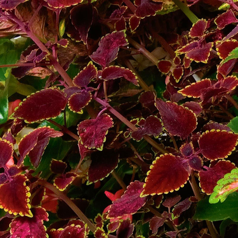 Red Trailing Queen Coleus seeds for Planting - Heirloom and Non-GMO seeds for home garden