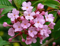 Luculia Gratissima Flower Seeds â€“ Fragrant Pink Blooms for Garden & Balcony Planting
