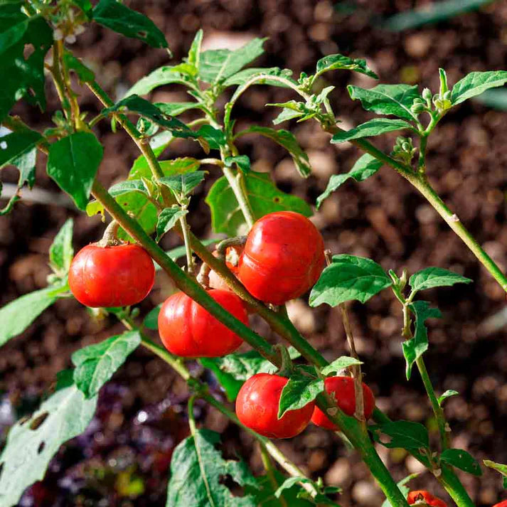 Goyo Kumba Eggplant Vegetable Seeds