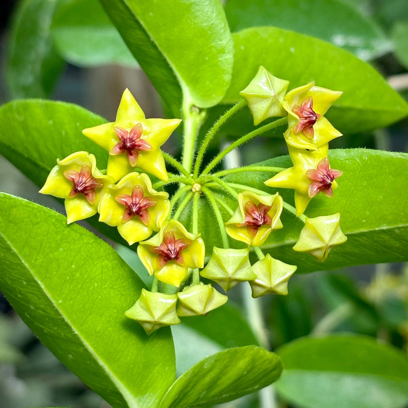 Carnosa (Carnosa scientific name) for planting in garden