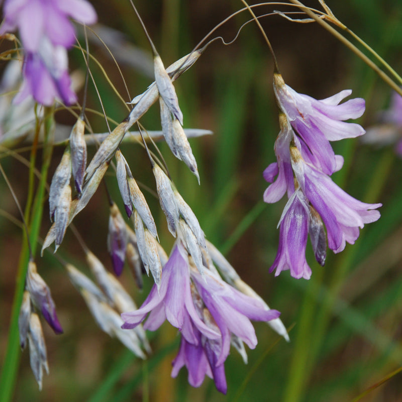 Dierama Flower Seeds Heirloom Non GMO Planting - 100 pcs