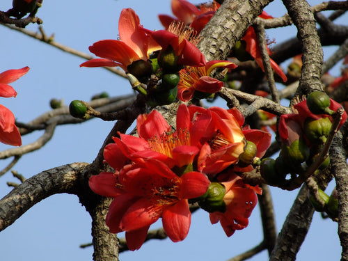 Bombax Ceiba Flower Seeds for Planting - Heirloom & Non-GMO Garden Seeds
