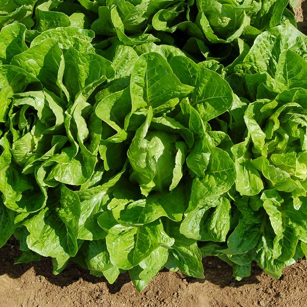 Organic Jericho Lettuce Seeds for Planting heirloom & Non-GMO Seeds