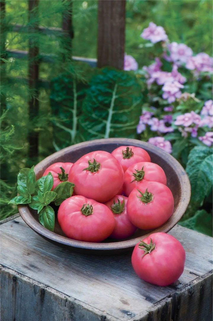 Heirloom Tomato Big Pink F1 Tomato Seeds for Planting - Non-GMO Garden Seeds