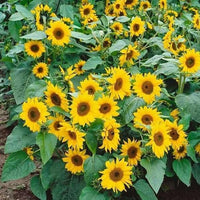 Compact Sunspot Dwarf Sunflowers adding bright color to a garden border.
