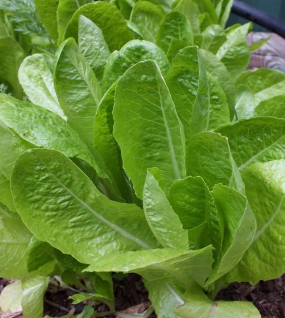 Organic Jericho Lettuce Seeds for Planting heirloom & Non-GMO Seeds