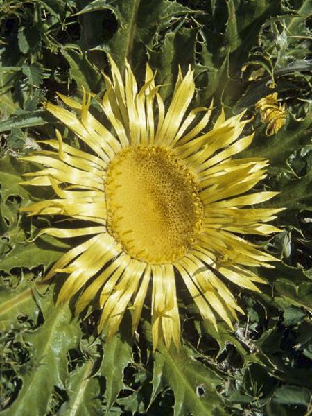 Acanthifolia Flower Seeds for Planting, Heirloom, Non-GMO, 100 pcs for planting in home garden
