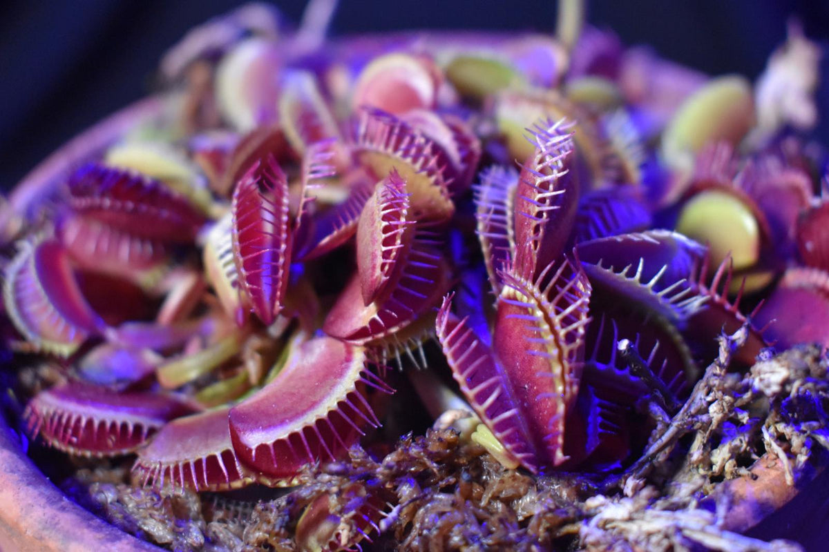 Purple Venus Flytrap ? Exotic Carnivorous Plant with Vibrant Purple Traps | Live Potted Dionaea Muscipula