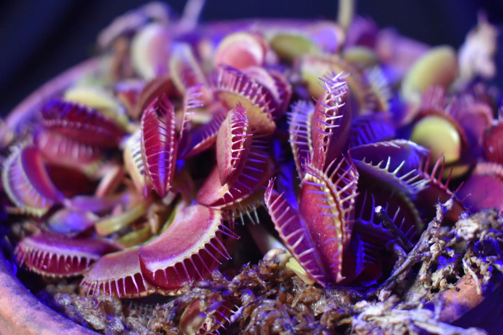 Purple Venus Flytrap ? Exotic Carnivorous Plant with Vibrant Purple Traps | Live Potted Dionaea Muscipula