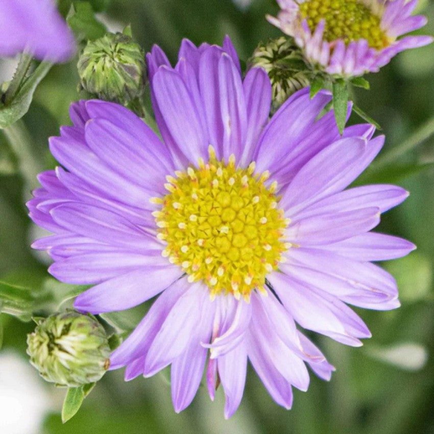 Blue Tataricus Flower Seeds for Planting - 100 pcs for planting in your garden.
