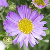 Blue Tataricus Flower Seeds for Planting - 100 pcs for planting in your garden.