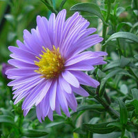 Blue Tataricus Flower Seeds for Planting - 100 pcs