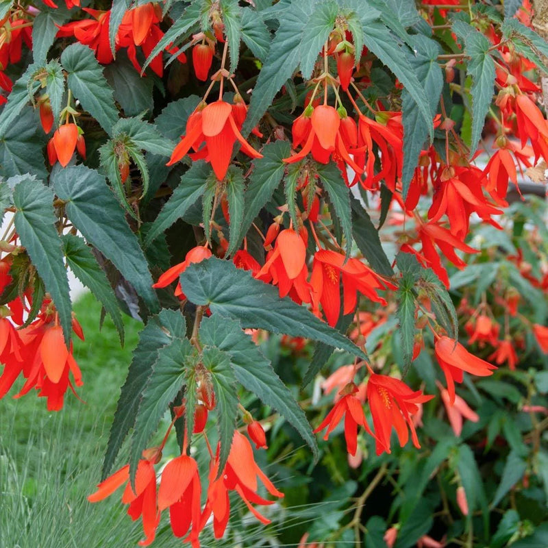 Heirloom Boliviensis Flower Seeds, Non-GMO Vibrant Tuberous Blooms for Lush Garden Planting