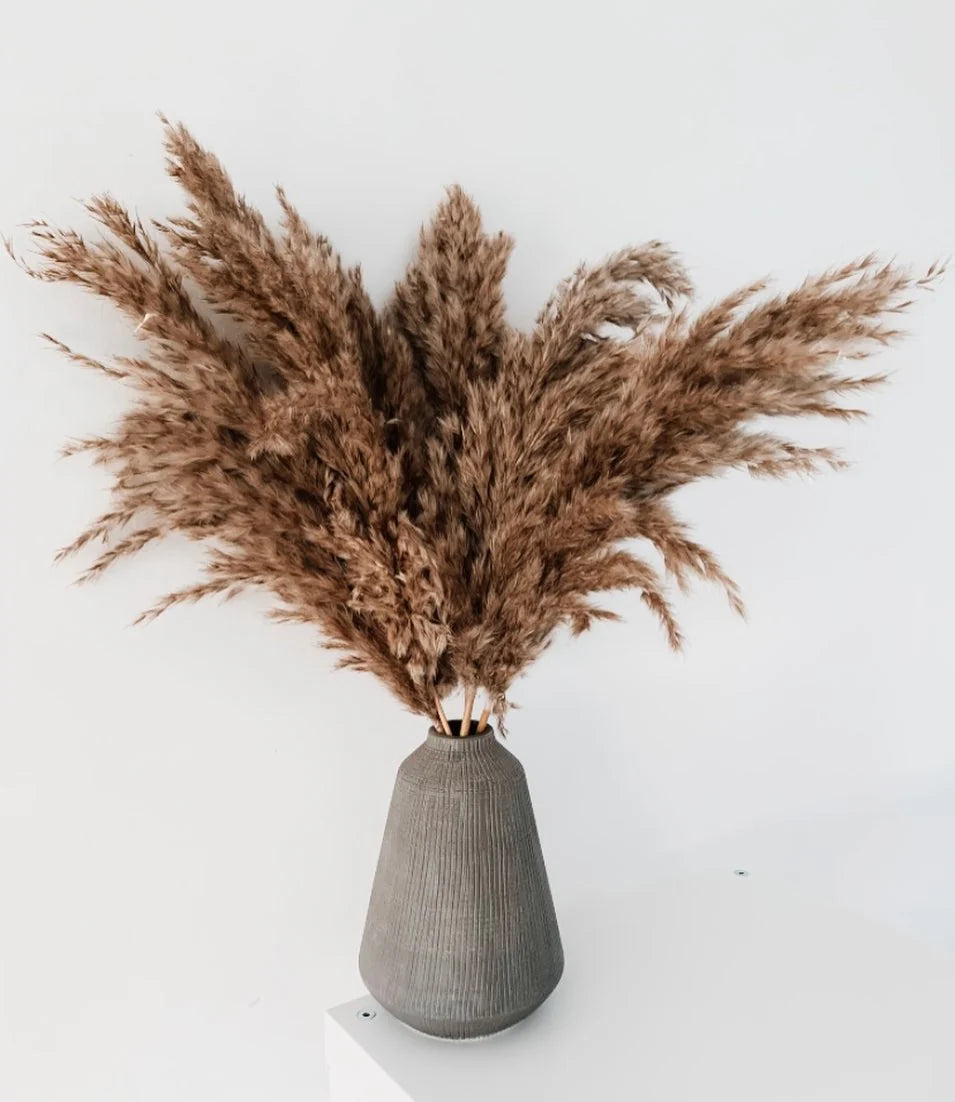 Brown Pampas Grass Seed