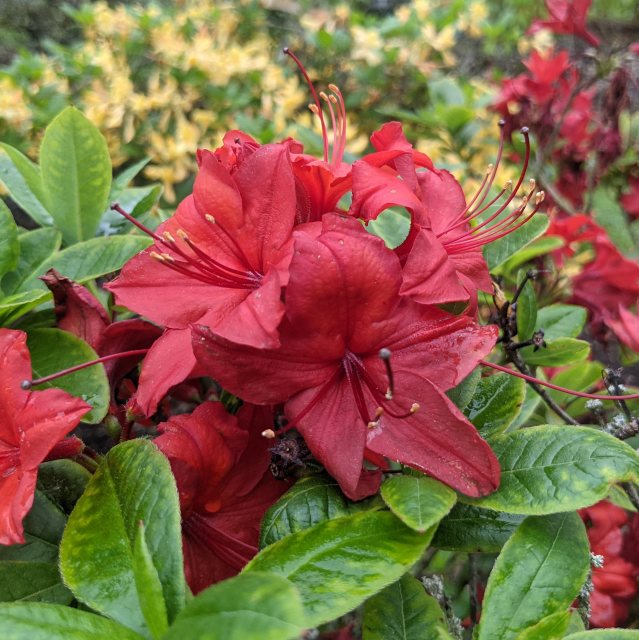 Heirloom Non-GMO Chocolate Azalea Flower Seeds for Planting – Unique Ornamental Shrub Seeds