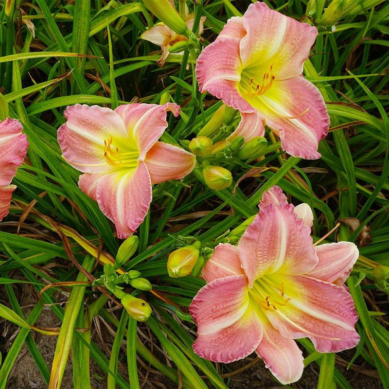 Daylily Flower Seeds 100 pcs for Planting 100 pcs - Flower for planting in home garden