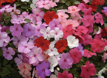 Heirloom Non-GMO Guinea Flower Seeds for Planting – Bright Tropical Ornamental Garden Blooms - Non-GMO for planting in home garden