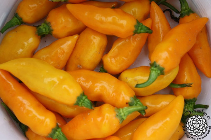 Augustine Minorcan Datil Hot Pepper Plant Seeds – Small Yet Spicy Peppers 100 Pcs pcs
