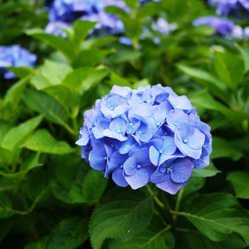 Deep (Deep scientific name) for planting in garden