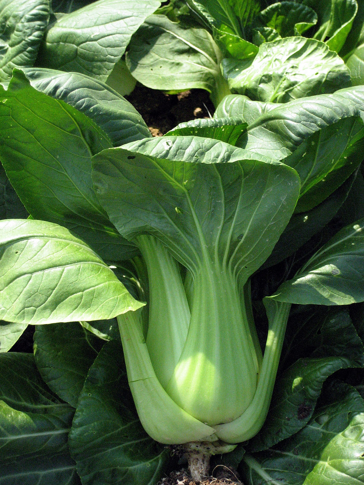 Dwarf Pak Choi Vegetable Seeds for Planting heirloom & Non-GMO Seeds