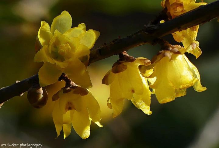 Yellow Chimonanthus Flower Seeds for Planting, NON GMO Seeds