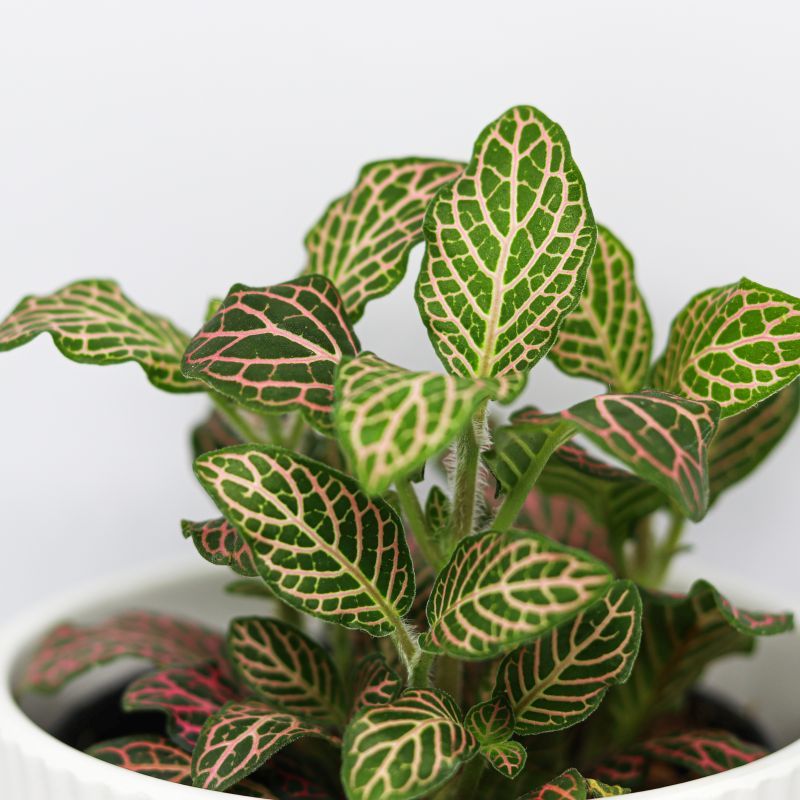 Mixed Fittonia Verschaffeltii Plant Seeds for Planting