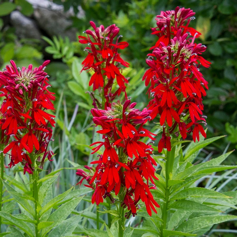 Perennial Red Cardinal Flower seeds with vibrant red blooms in a garden.