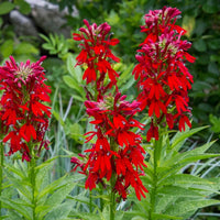 Perennial Red Cardinal Flower seeds with vibrant red blooms in a garden.