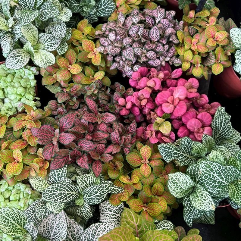 Mixed Fittonia Verschaffeltii Plant Seeds for Planting