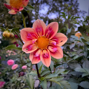 Dahlia 'Orange Hype' Collarette Flower Seeds for Planting – Heirloom and Non-GMO Garden Seeds